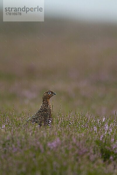 Schottisches Moorschneehuhn (Lagopus lagopus scotica)  erwachsener weiblicher Vogel auf einem Sommermoor in blühenden Heidekrautpflanzen während eines Regensturms  Yorkshire  England  Großbritannien  Europa