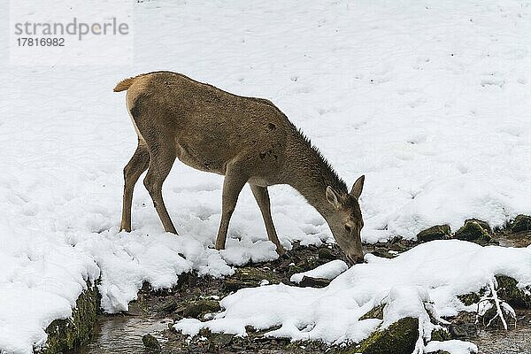 Rothirsch (Cervus elaphus)  weiblich im Winter