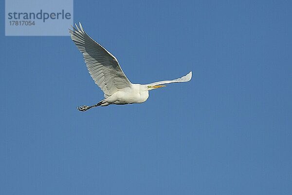 Seidenreiher (Egretta garzetta)  im Flug  fliegend  Zugvogel  Lembruch  Niedersachsen  Deutschland  Europa