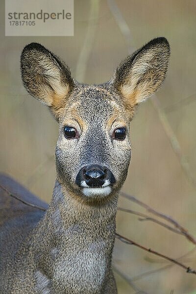 Reh (Capreolus capreolus)  weiblich  Porträt