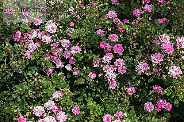 Blühende schöne bunte Rosen in den Garten Hintergrund
