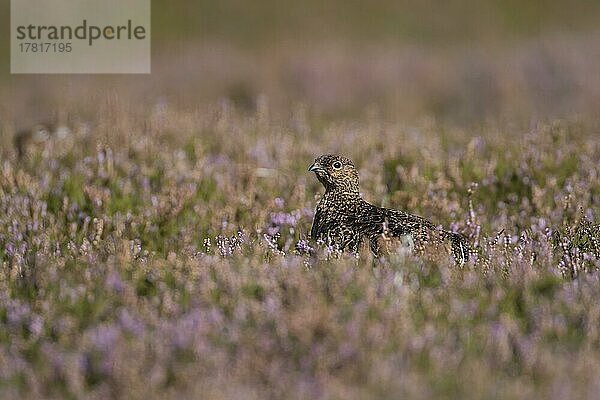 Schottisches Moorschneehuhn (Lagopus lagopus scotica)  erwachsener weiblicher Vogel auf einem Sommermoor in blühenden Heidepflanzen  Yorkshire  England  Großbritannien  Europa