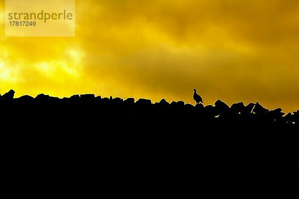 Schottisches Moorschneehuhn (Lagopus lagopus scotica)  Altvogel auf einer Steinmauer bei Sonnenaufgang  Yorkshire  England  Großbritannien  Europa