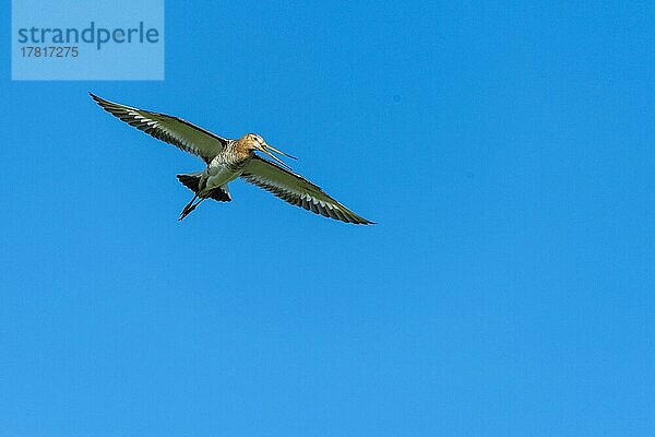 Uferschnepfe (limosa limosa)  fliegend  Feuchtwiese  Oldenburger Münsterland  Dümmer  Dümmer See  Ochsenmoor  Lembruch  Niedersachsen  Deutschland  Europa