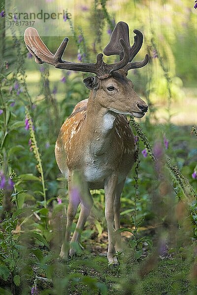 Damhirsch (Dama dama) im Sommer