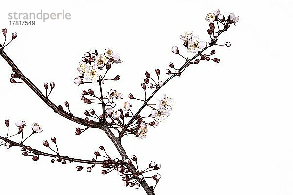 Blutpflaume  Kirschpflaume (Prunus cerasifera)  freigestellt  weißer Hintergrund  Studioaufnahme