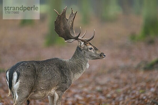 Damhirsch (Dama dama)  im Wald