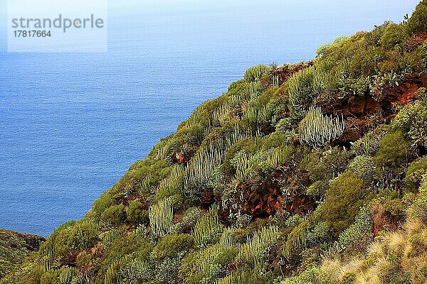 Landschaft im Gebiet der Las Cuevas de Aqua  Vulkangestein überwachsen mit Pflanzen im Nordwesten der Insel  La Palma  Kanarische Insel  Spanien  Europa