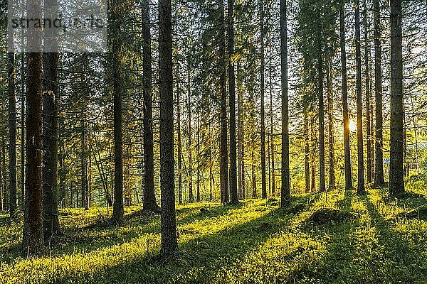 Wald im Sonnenuntergang bei Are  Provinz Jämtlands  Schweden  Europa