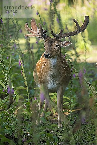 Damhirsch (Dama dama) im Sommer