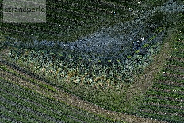 Luftaufnahme von Olivenbäumen