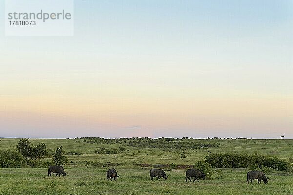 Masai Mara-Savanne mit Kap-Büffel (Syncerus caffer) am Morgen  Masai Mara National Reserve  Kenia  Afrika