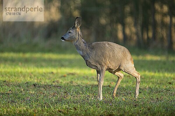 Reh (Capreolus capreolus)  Weibchen pieselt