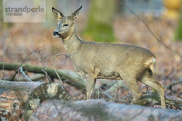 Reh (Capreolus capreolus)  weiblich im Wald