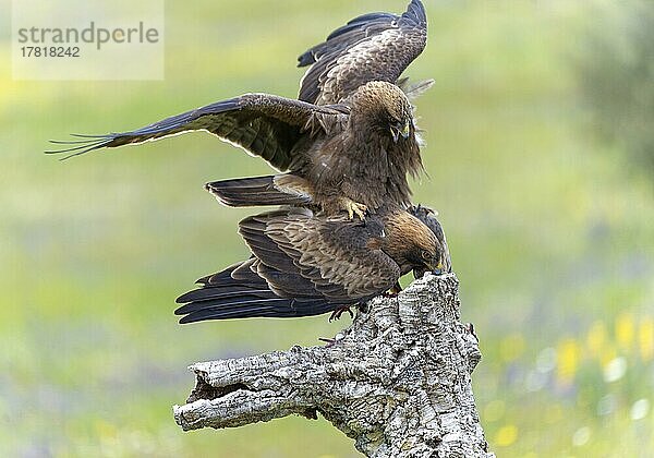 Zwergadler (Hieraaetus pennatus) (Syn. : Aquila pennata)  Kopula  Extremadura  Spanien  Europa