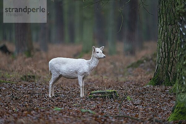 Damhirsch (Dama dama)  Albino im Wald