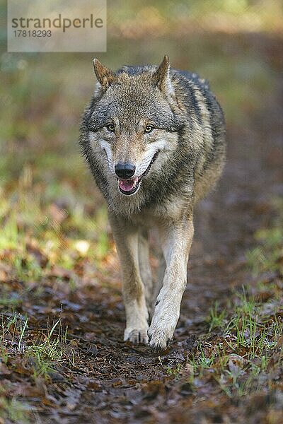 Wolf (Canis lupus)  rennend im Wald  captive