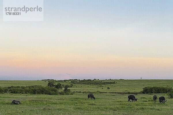 Masai Mara Savanne mit Kap-Büffel (Syncerus caffer) am Morgen  Masai Mara National Reserve  Kenia  Afrika