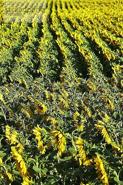 Sonnenblumen (Helianthus annuus)  Sommer  Sachsen  Deutschland  Europa