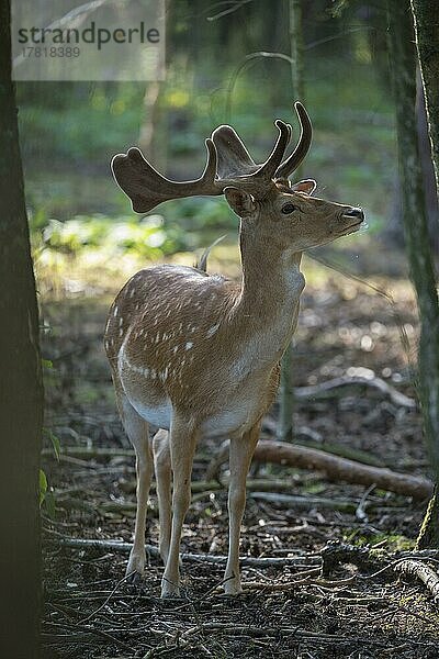 Damhirsch (Dama dama) im Sommer