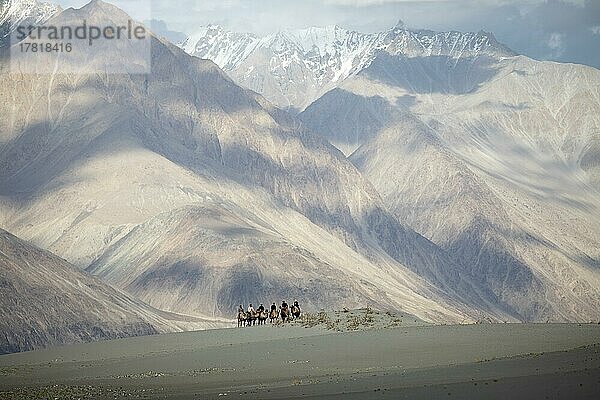 Reiter auf Trampeltieren in den Nubra Sanddünen  Leh Distrikt  Nubra Tehsil  Ladakh  Indien  Asien