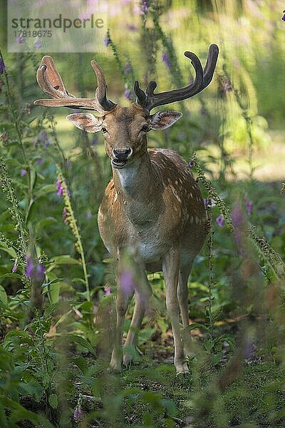 Damhirsch (Dama dama) im Sommer