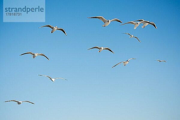 Möwen fliegen in den Himmel Hintergrund