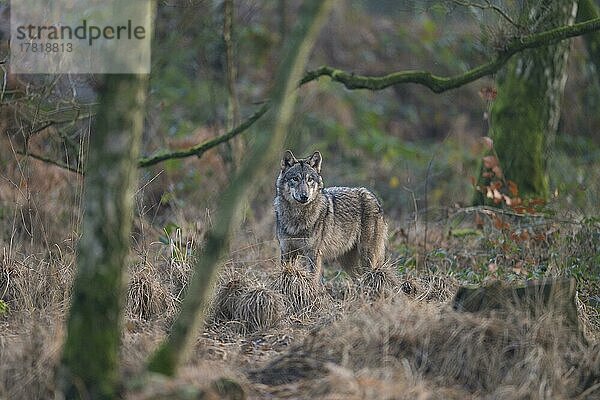 Wolf (Canis lupus)  im Wald  captive