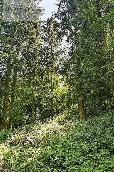 Lichteinfall im Wald mit Wald-Frauenfarn (Athyrium filix-femina)  Allgäu  Bayern  Deutschland  Europa