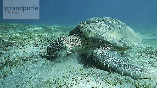 Große Meeresschildkröte frisst grünes Seegras auf dem Meeresboden. Grüne Meeresschildkröte (Chelonia mydas) Unterwasseraufnahme  Rotes Meer  Ägypten  Afrika