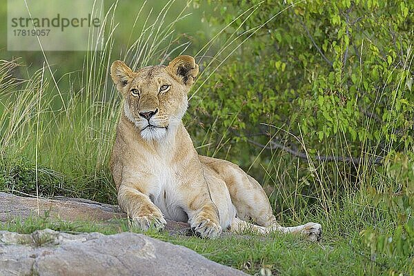 Afrikanischer Löwe (Panthera Leo)  Weibchen liegend  Masai Mara National Reserve  Kenia  Afrika