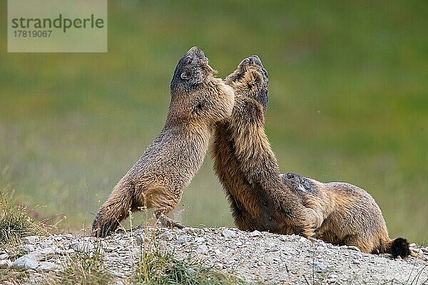 Alpenmurmeltier (Marmota marmota)  Kampf  Wallis  Schweiz  Europa
