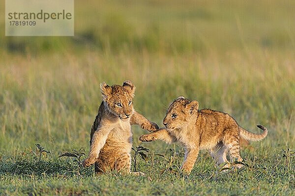 Afrikanischer Löwe (Panthera Leo)  zwei spielende Jungtiere  Masai Mara National Reserve  Kenia  Afrika
