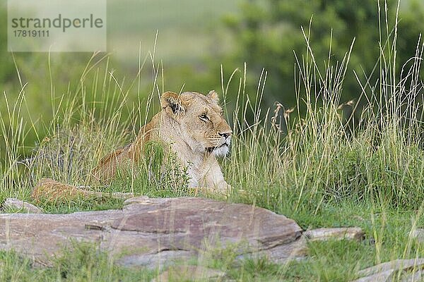 Afrikanischer Löwe (Panthera Leo)  Weibchen liegend  Masai Mara National Reserve  Kenia  Afrika