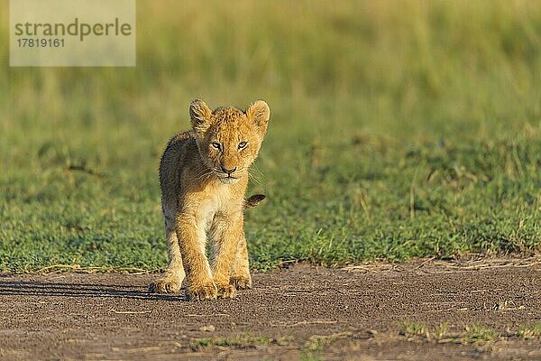Afrikanischer Löwe (Panthera Leo)  Jungtier  Masai Mara National Reserve  Kenia  Afrika