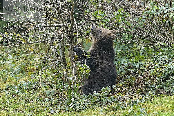 Braunbär (Ursus arctos)  sitzendes Jungtier  captive