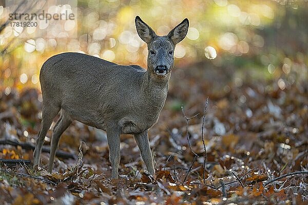 Reh (Capreolus capreolus)  weiblich im Wald