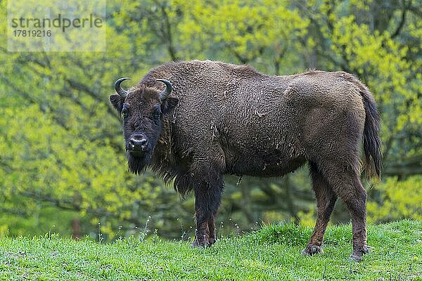 Europäischer Wisent (Bison bonasus)  Frühling  captive