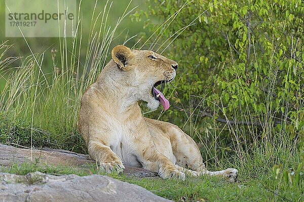 Afrikanischer Löwe (Panthera Leo)  Weibchen liegend  Masai Mara National Reserve  Kenia  Afrika