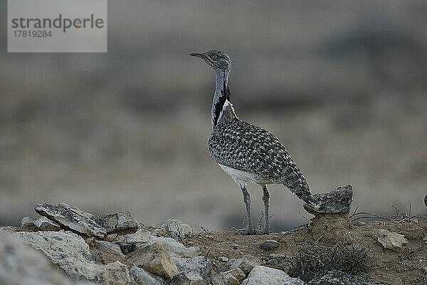 Kragentrappe (Chlamydotis undulata fuertaventurae)  Fuerteventura  Spanien  Europa