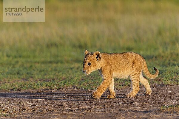 Afrikanischer Löwe (Panthera Leo)  laufendes Jungtier  Masai Mara National Reserve  Kenia  Afrika