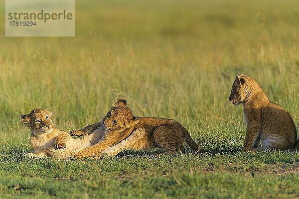 Afrikanischer Löwe (Panthera Leo)  zwei spielende Jungtiere  Masai Mara National Reserve  Kenia  Afrika