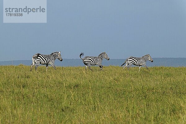 Steppenzebra (Equus quagga)  drei Tiere hintereinander im Lauf  Masai Mara National Reserve  Kenia  Afrika