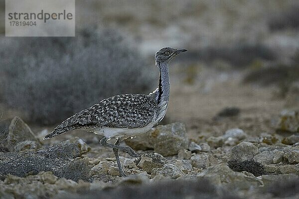 Kragentrappe (Chlamydotis undulata fuertaventurae)  Fuerteventura  Spanien  Europa