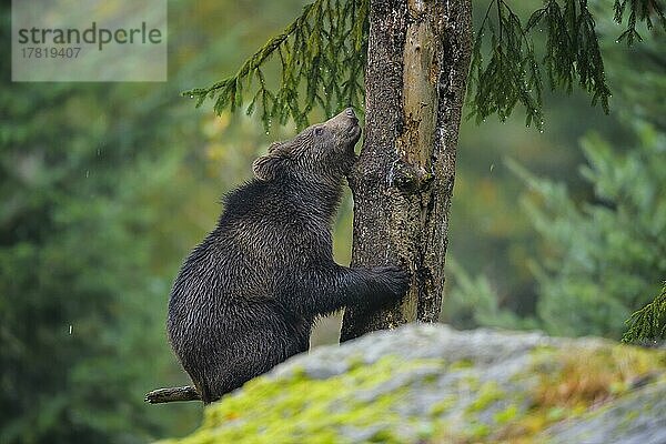Europäischer Braunbär (Ursus arctos)  Jungtier klettert auf einen Baum  captive
