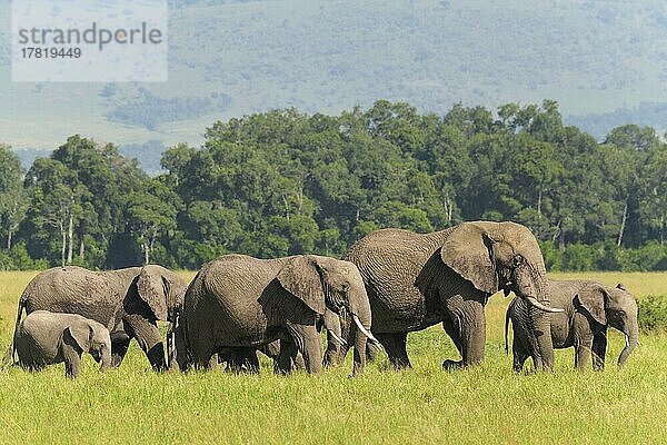 Afrikanischer Elefant (Loxodonta africana)  Herde mit Jungen  Masai Mara National Reserve  Kenia  Afrika