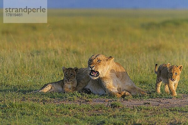 Afrikanischer Löwe (Panthera Leo)  Löwin mit zwei Jungen  Masai Mara National Reserve  Kenia  Afrika