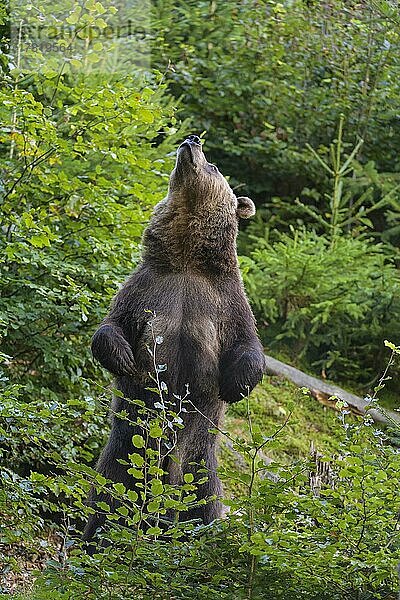 Braunbär (Ursus arctos)  steht im Wald  captive
