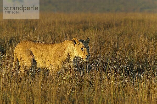 Afrikanischer Löwe (Panthera Leo)  Weibchen am Morgen  Masai Mara National Reserve  Kenia  Afrika