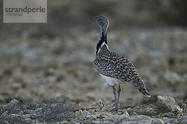 Kragentrappe (Chlamydotis undulata fuertaventurae)  Fuerteventura  Spanien  Europa